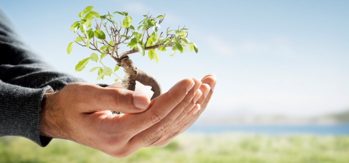 Man holding bonsai tree plant in hand with clear blue sky in countryside